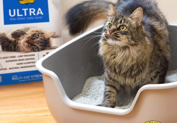 Long-haired tabby cat standing in a litter box filled with Dr. Elsey's Ultra Unscented Clumping Clay Cat Litter, with a 40 lb bag displayed in the background.